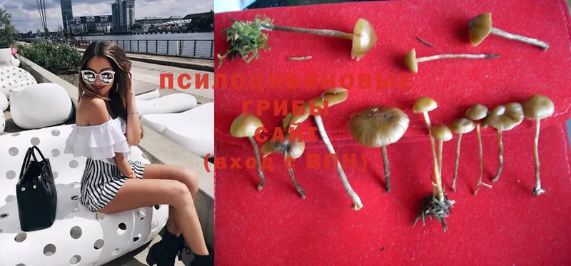 Галлюциногенные грибы MAGIC MUSHROOMS  Скопин 